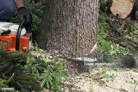 Best Palm Tree Trimming  in Kennedy, CA