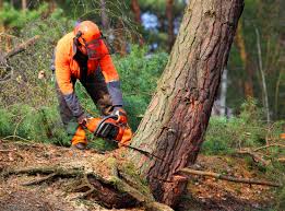 Best Tree Health Inspection  in Kennedy, CA