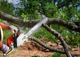 Best Tree Trimming and Pruning  in Kennedy, CA