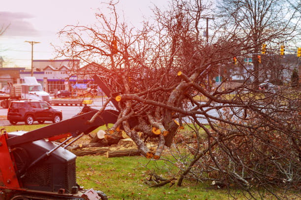 Best Tree Removal  in Kennedy, CA