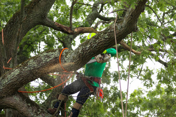 How Our Tree Care Process Works  in  Kennedy, CA