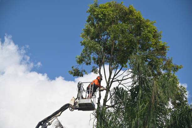 Best Storm Damage Tree Cleanup  in Kennedy, CA